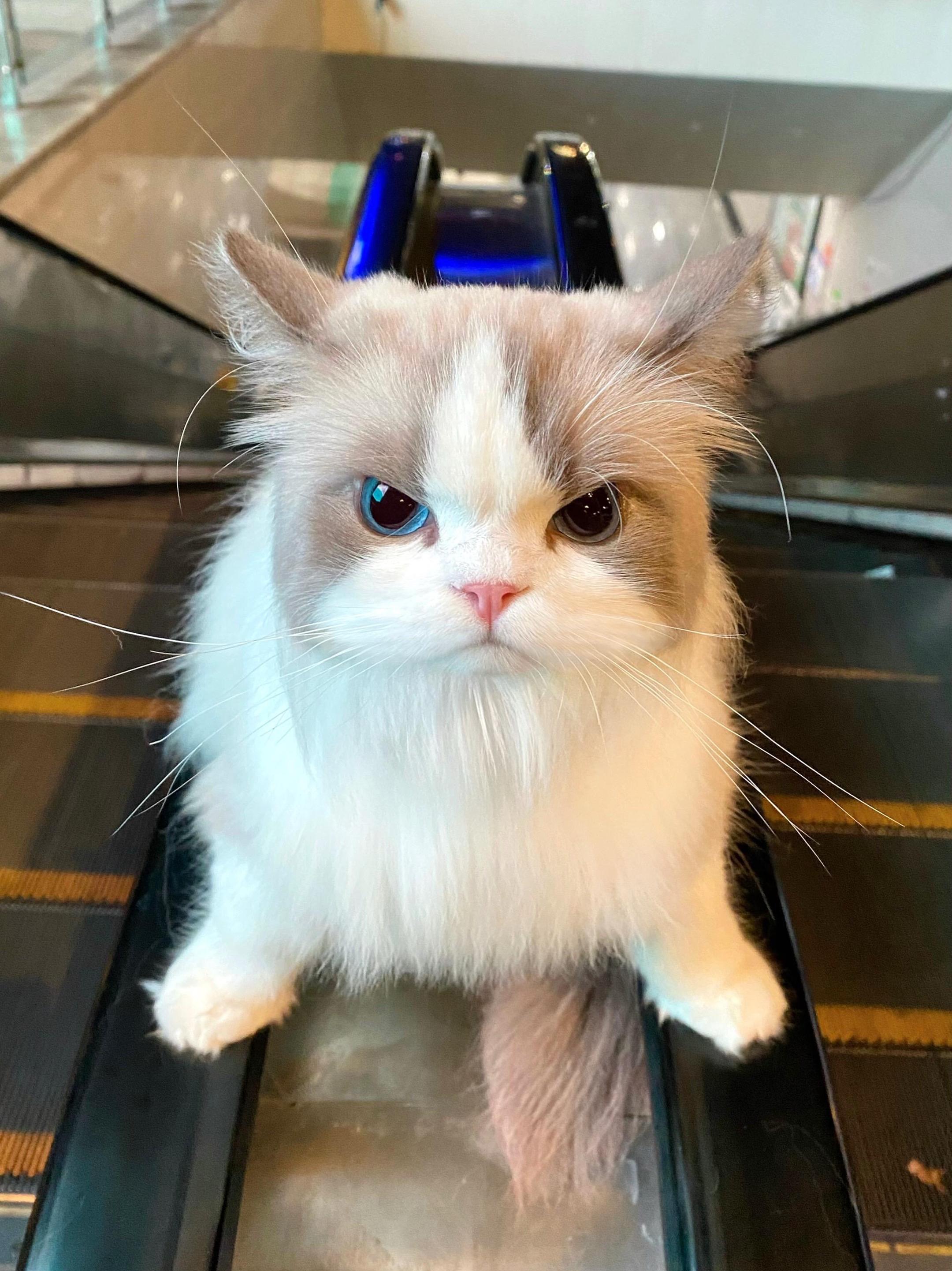 第一次在小猫的脸上看到脾气😠。咪 有怒怒症！ 满脸的不耐烦和气鼓鼓