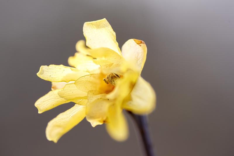 腊梅你喜欢哪个颜色的? 要说腊梅，我觉着黄色和红色就像两位风格迥异却魅力十足的“