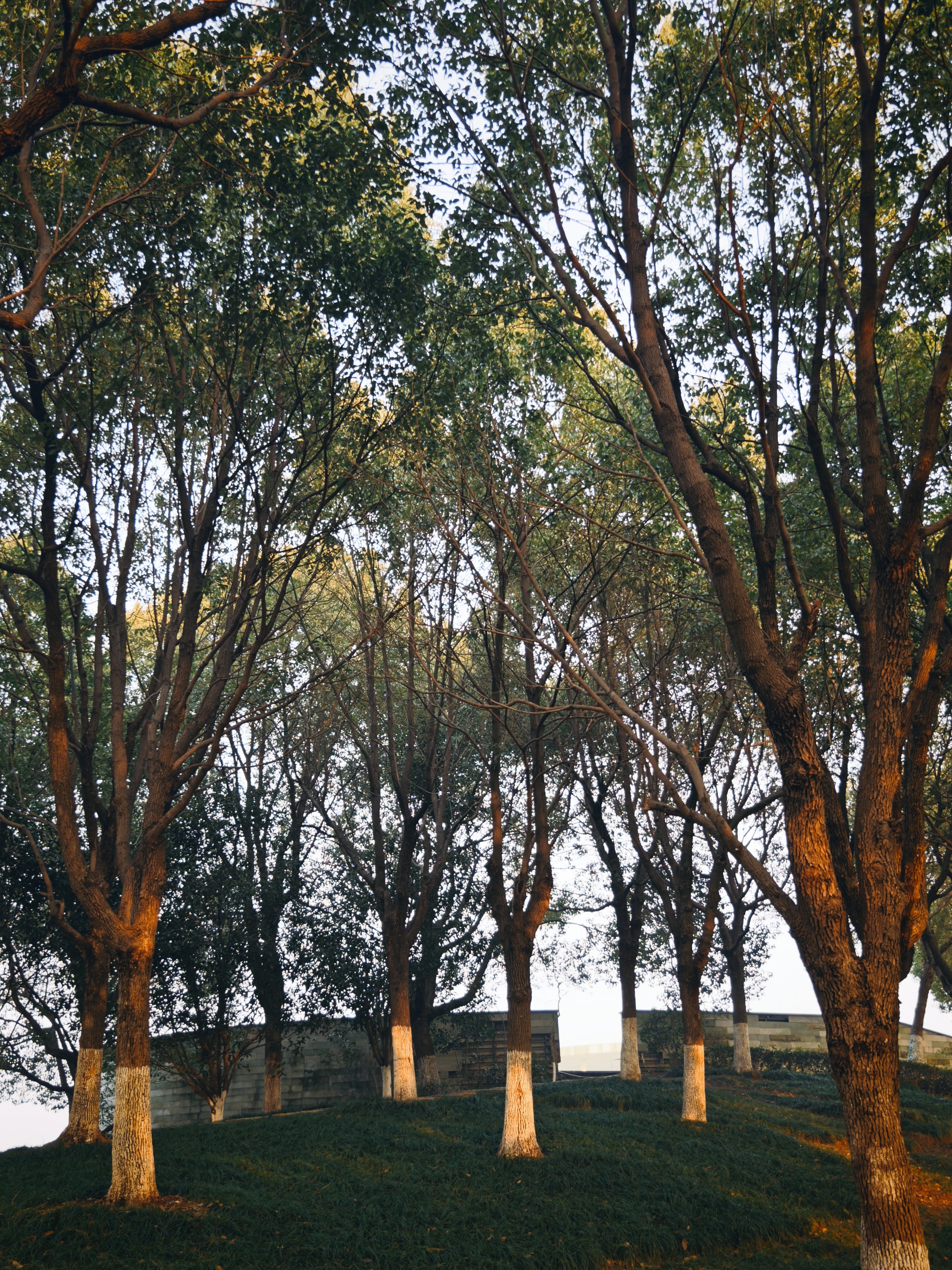 它们并不在意大自然希望它们长成什么样。 