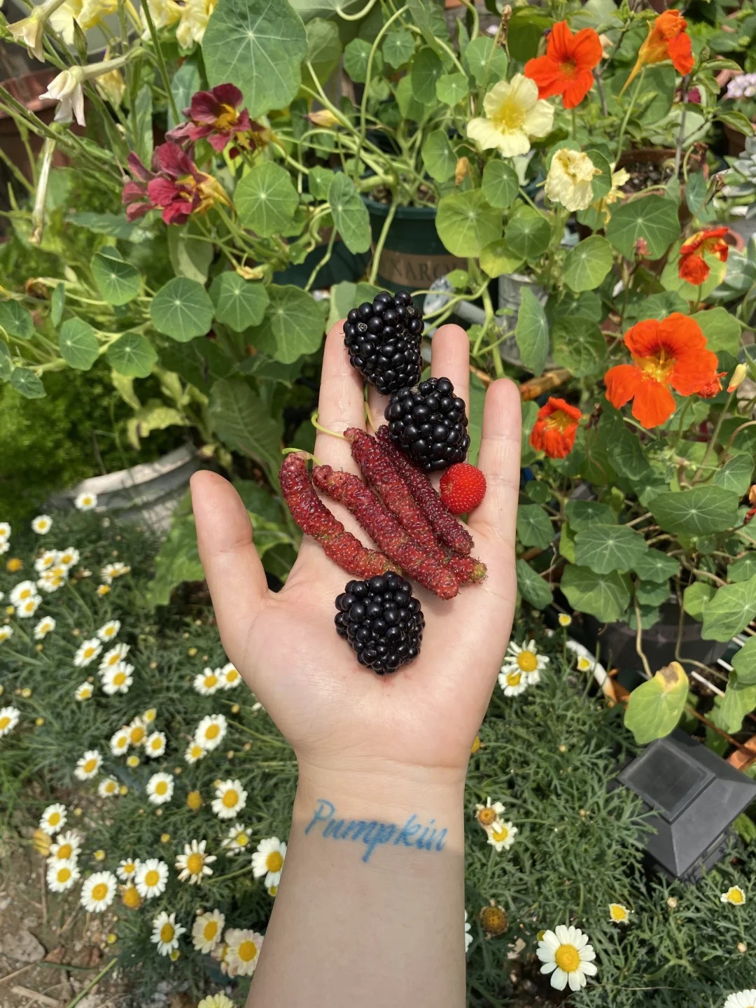 在广州当农场主｜我们农场有什么玩的👩🏻‍🌾