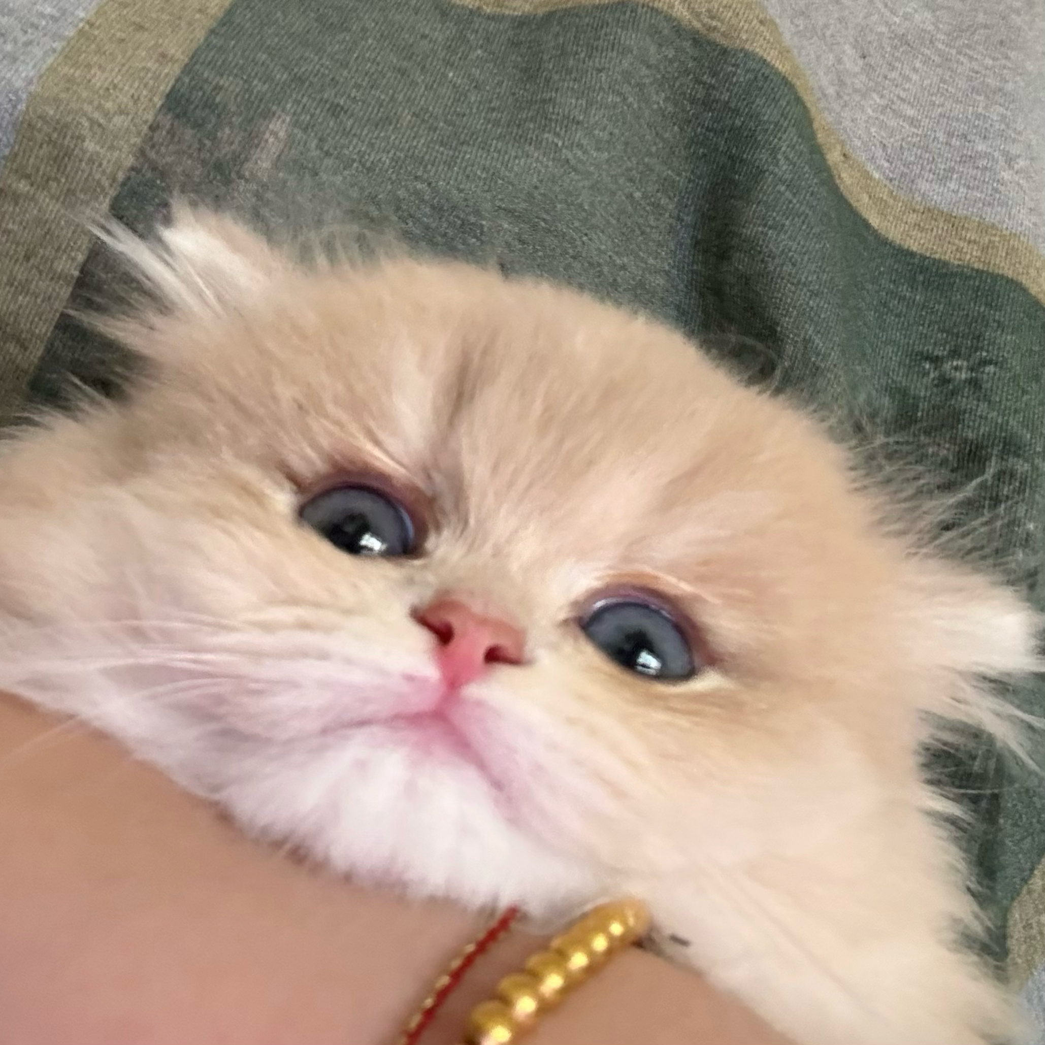 可爱晕 