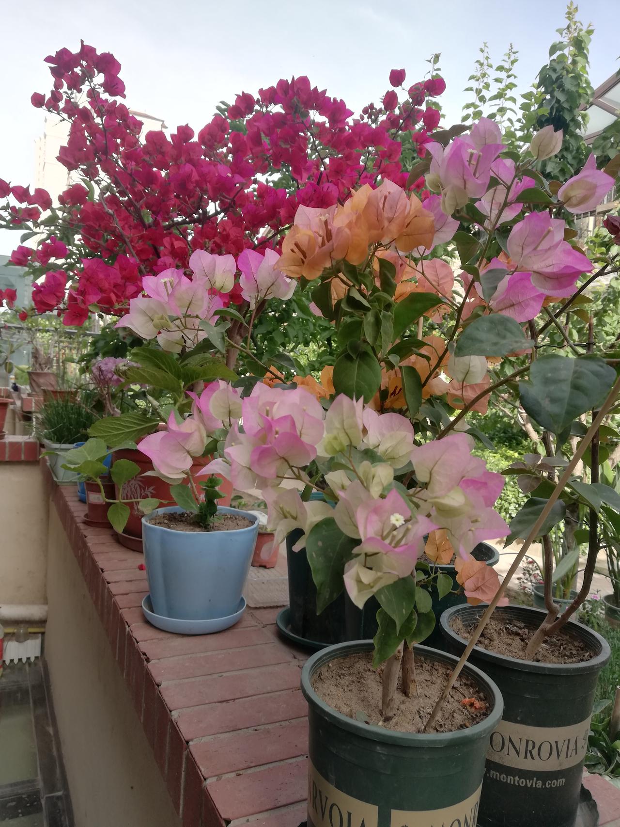 临江仙～我家三角梅

三角梅开织锦绣，
庭前伴靓花墙。
五颜六色韵飘香。
赤心凝