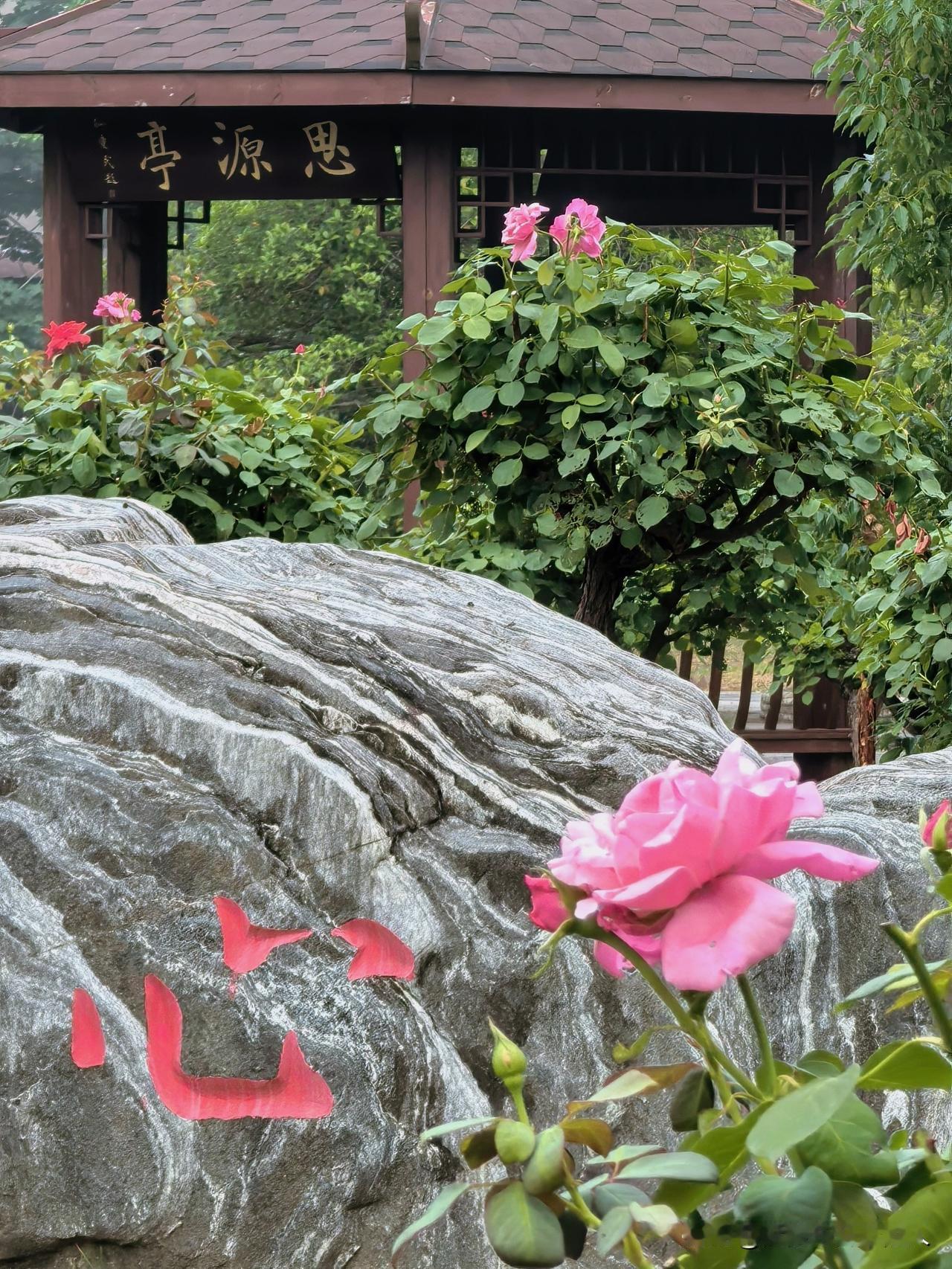 夏日时光心花开，
临水菖蒲端午来。