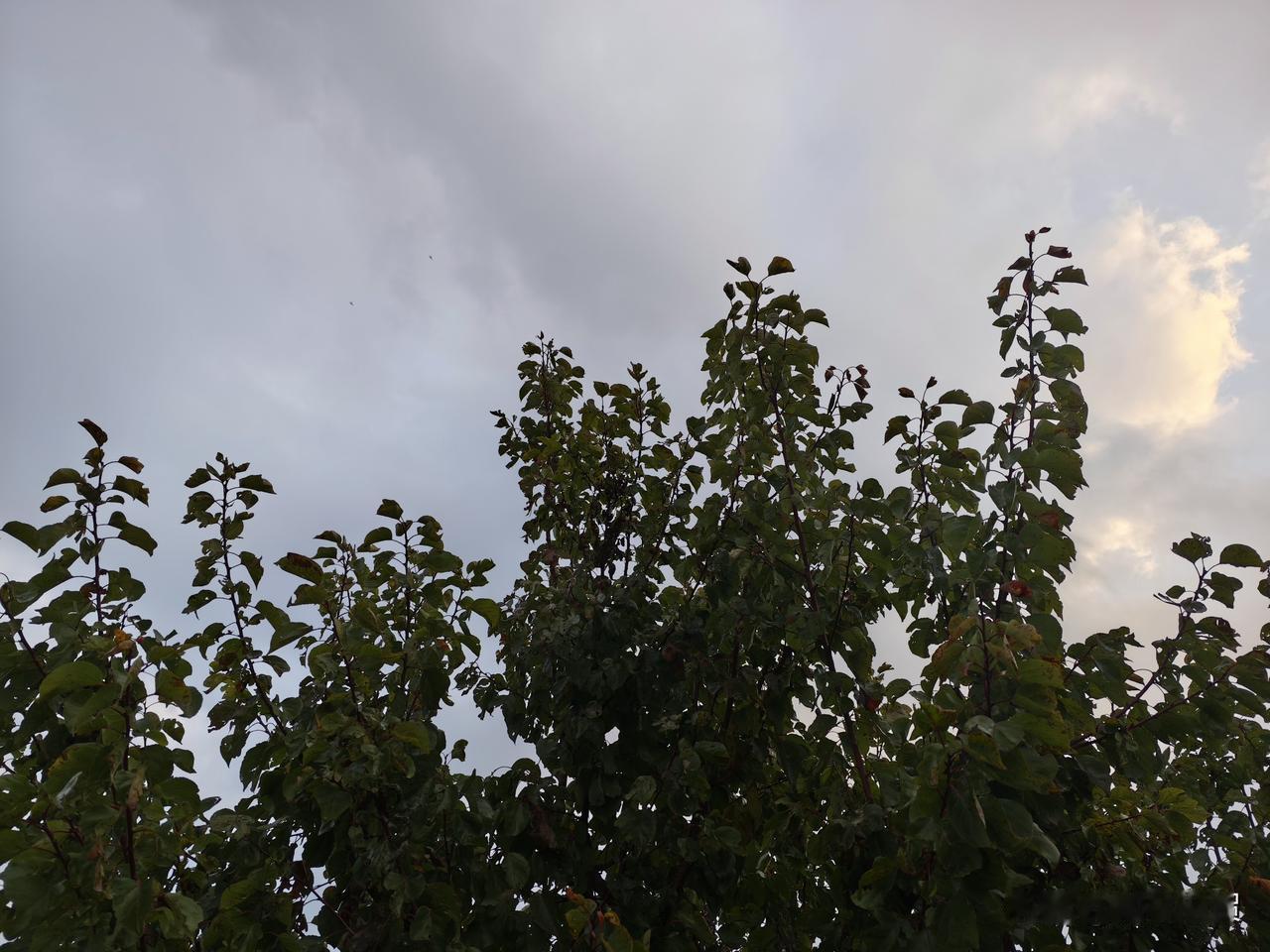 节气是重要的时空节点，今日进入霜降节气（11时51分），节气转换之际，注意休养身