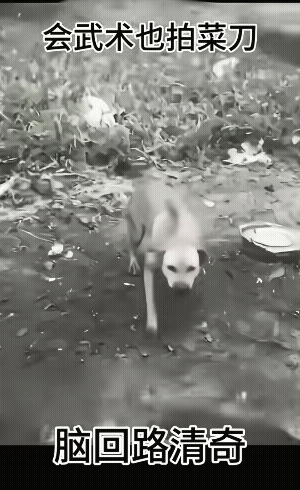 男子一路过它就“汪汪”，男子一路过它就“汪汪”。
今天男子路过时，它又“汪汪”时