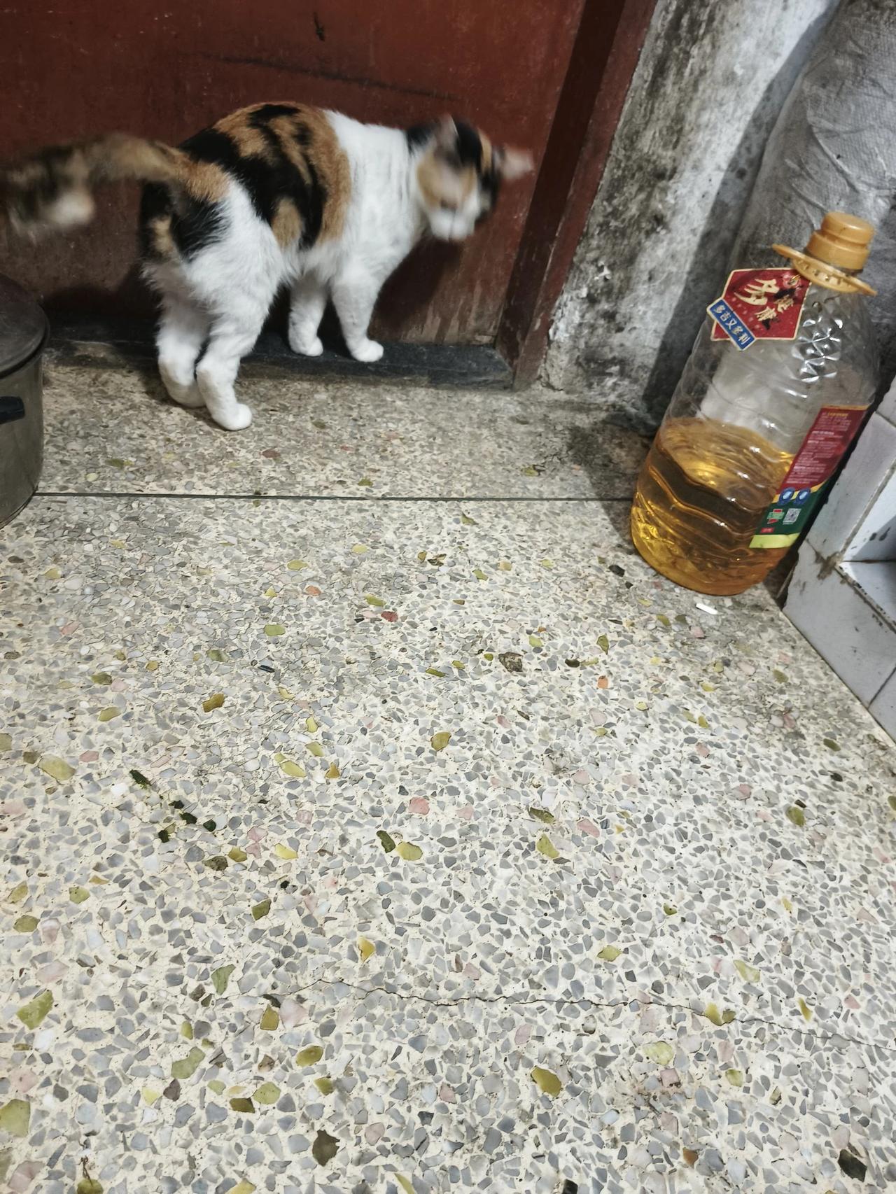 今晚上回来，看到一只黑猫进到我家里来了，原来是我家花猫叫春给招来了。

门一开，