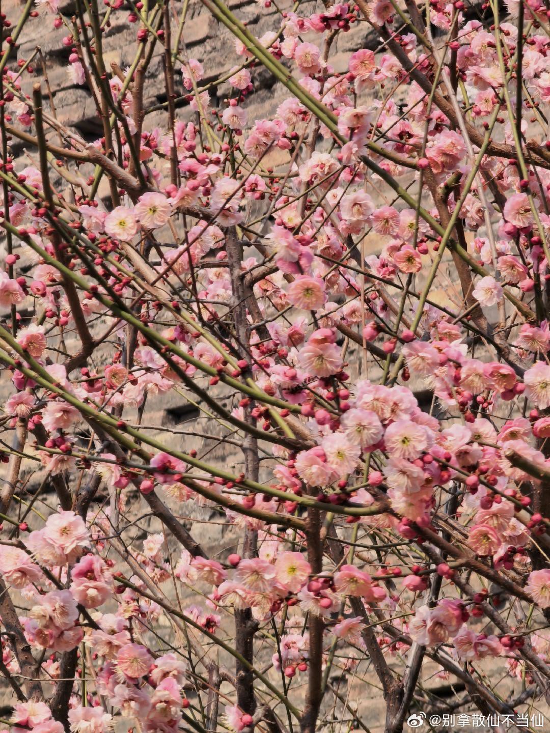 红梅花儿开，朵朵放光彩，昂首怒放花万朵，香飘云天外，唤醒百花齐开放，高歌欢庆新春