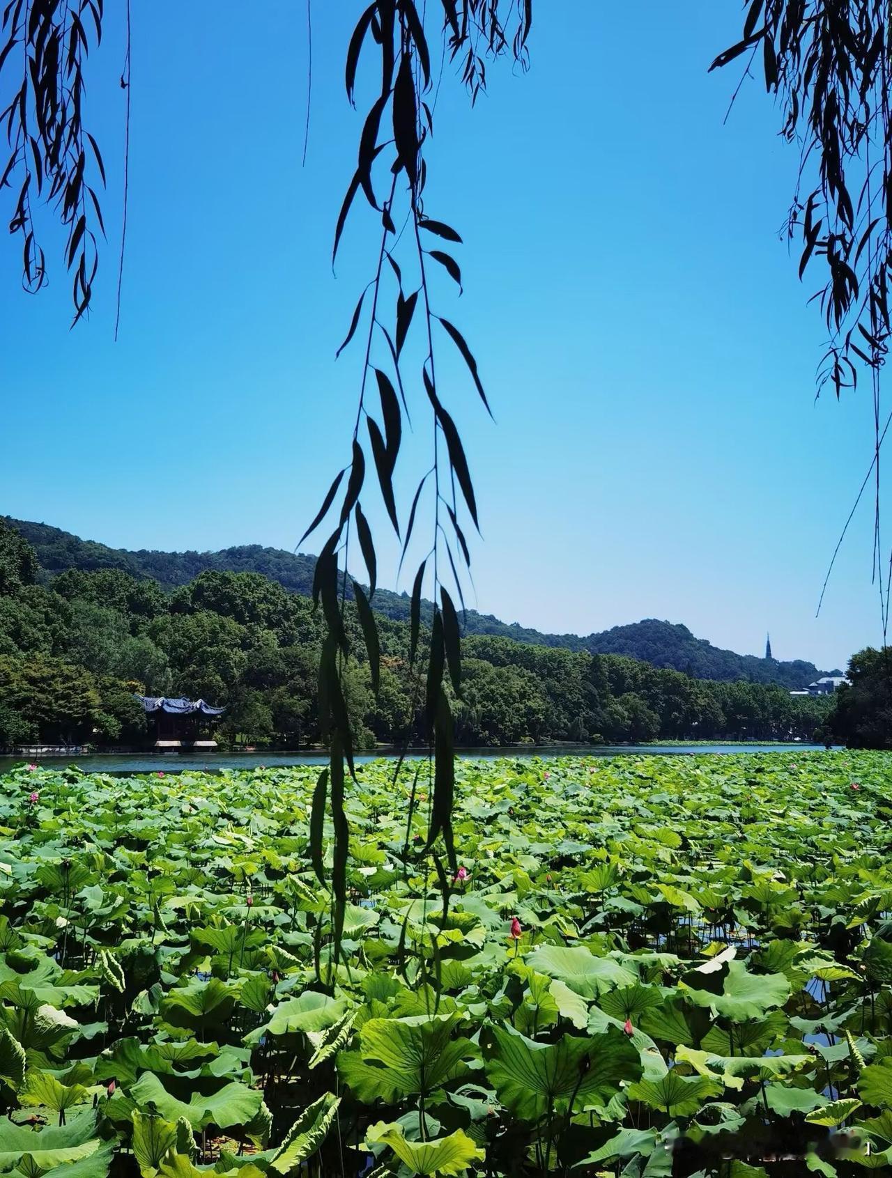 徒步杭州西湖，走进孤山公园，孤山公园位于杭州西湖中心‌，是西湖中最大的天然岛屿，