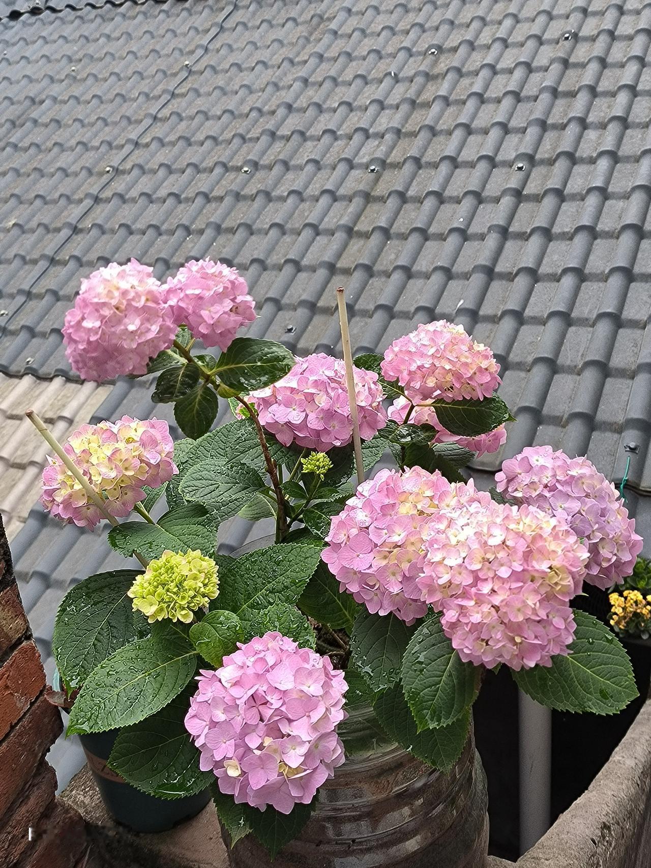唐二姐家的后花园生机勃勃

五一节我和老婆从自贡孩子家回板桥的家，忙着搬东西，放