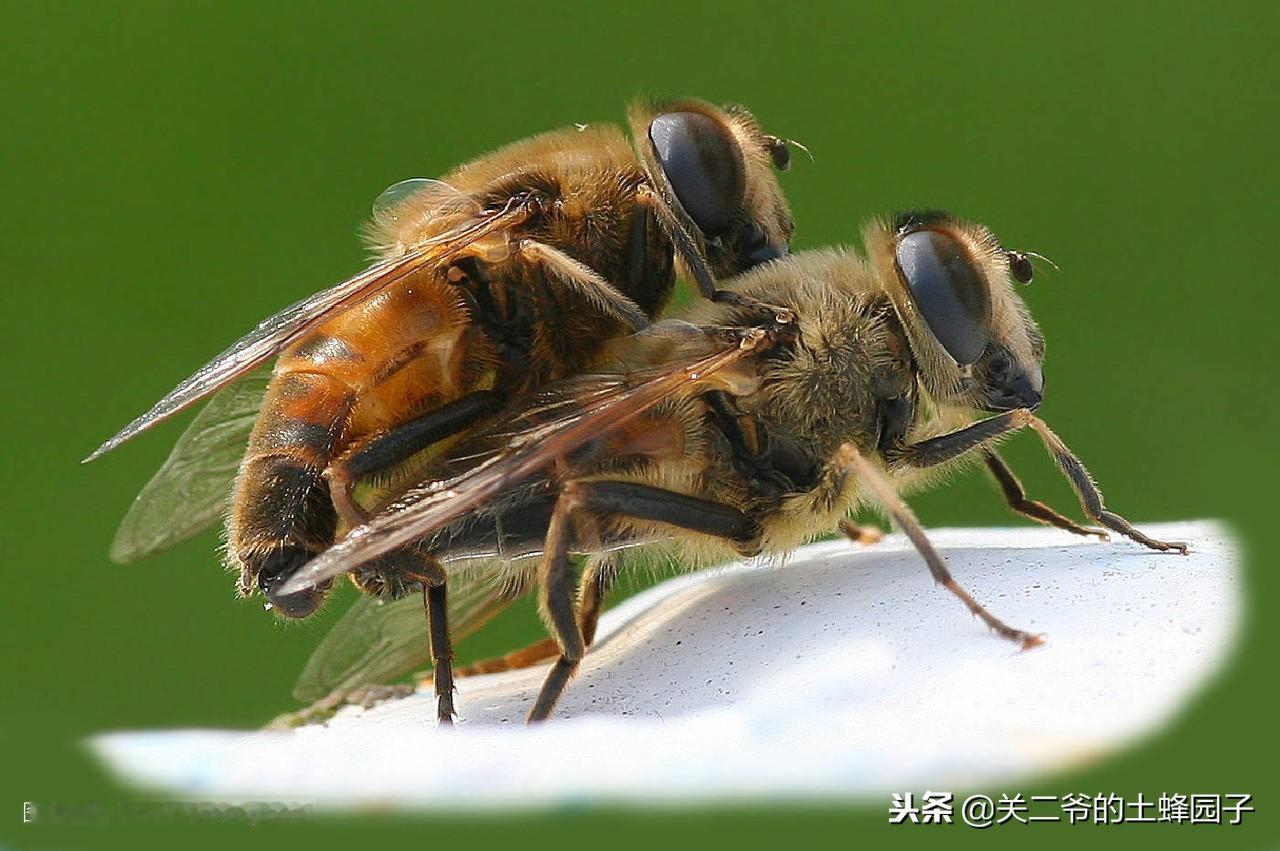 意蜂（意大利蜂，西方蜜蜂）和土蜂（中蜂，中华蜜蜂）之间存在完全的生殖隔离——
 