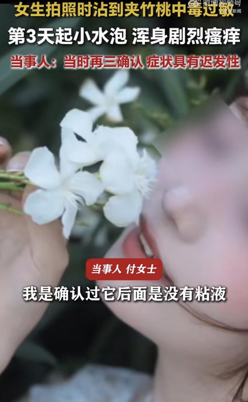 福建泉州的付女士，前几天在户外拍美照时蹭到了夹竹桃。她当时还挺小心，特意看了花朵
