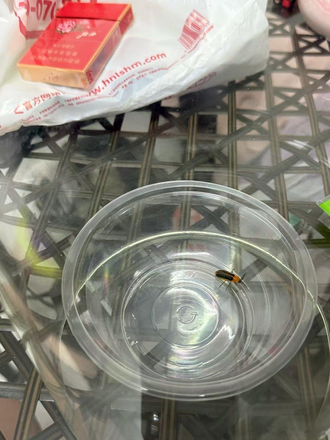你们见过萤火虫没这个就是 