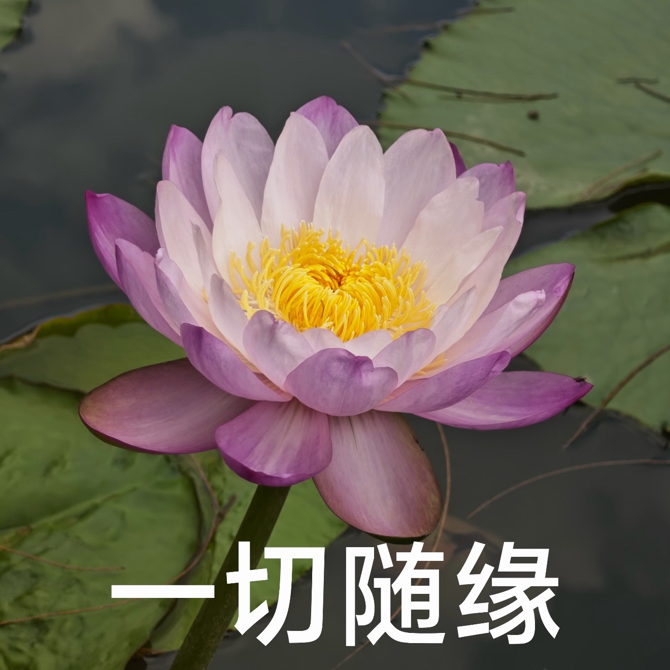 我算是发现了，这公司不换经理迟早完蛋平时笑嘻嘻说我们扁平化管理，大家有好的意见都