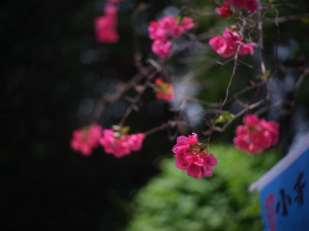 雨中曲，6月的雨不停阴雨天日常记录 GFX50S LeicaR90 2 广州·广