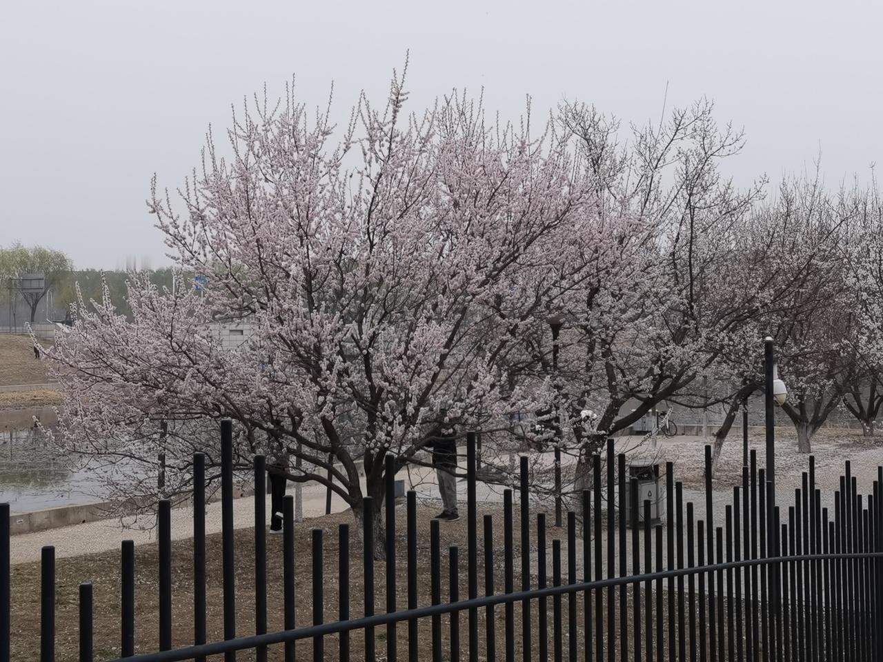 漫步沈阳——浑南中央公园桃花岛
桃花谢正欢，落樱已是无数，又见朝寒雨晚冷风。