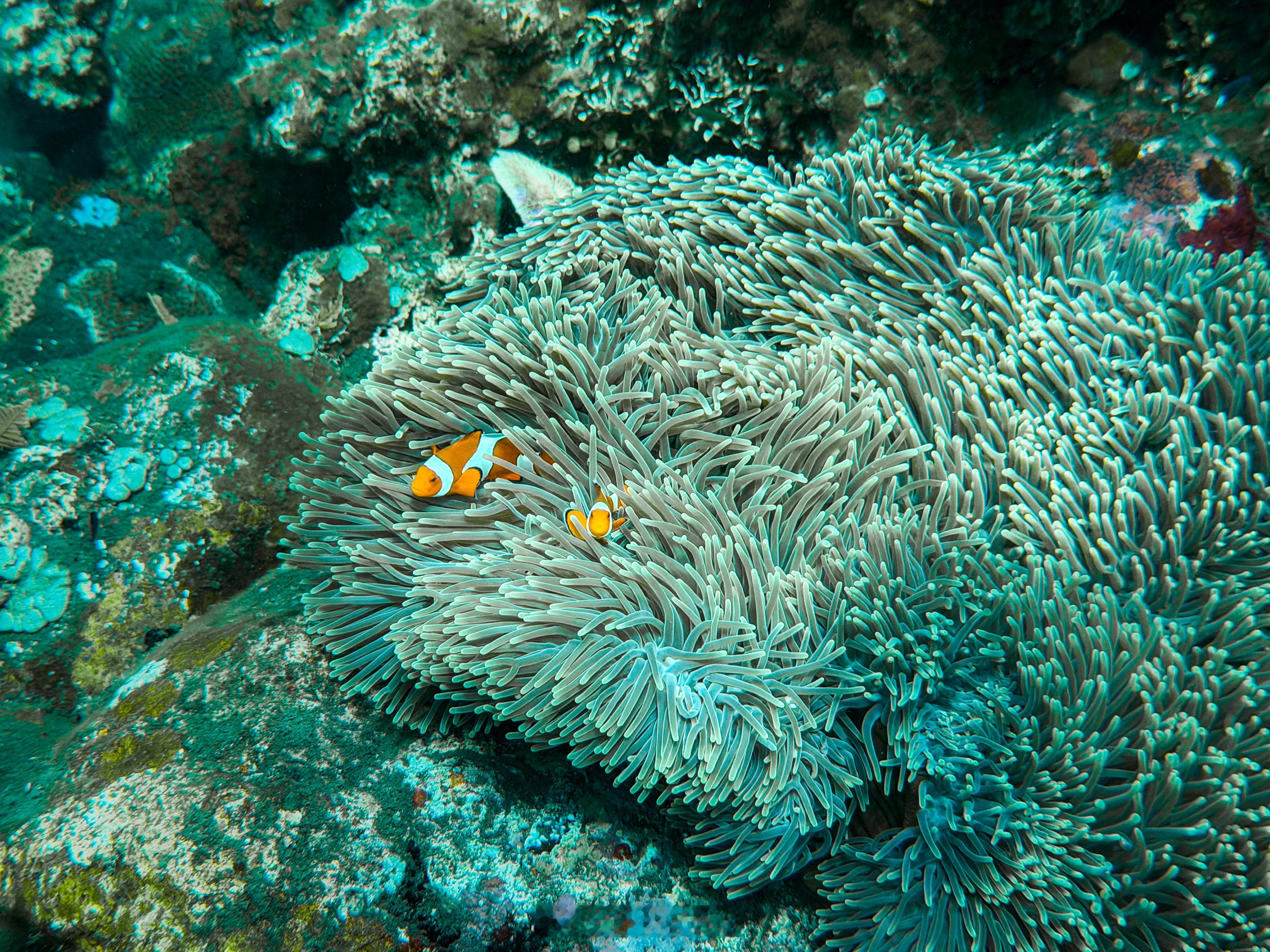 小丑鱼好可爱啊！见了自由号沉船 海龟和一堆鱼🐟潜水升AOW了[酷] ​​​