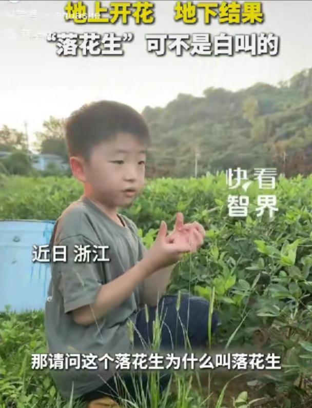 “太聪明了！”浙江一个男孩站在花生地里，手里玩着狗尾巴草，妈妈以为他在瞎玩，结果