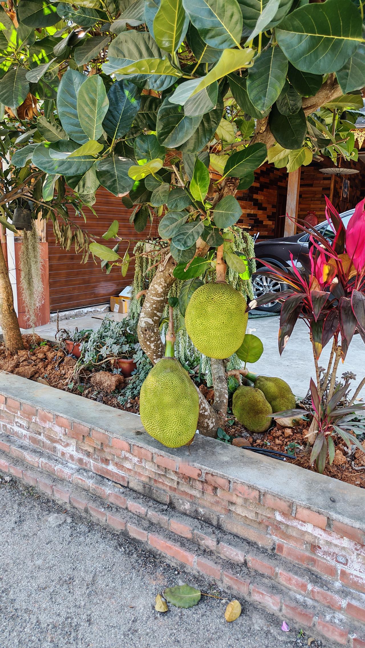 西双版纳，简直是人间宝藏！我随手拍的照片里，椰子树随处可见，高大挺拔，仿佛在热情