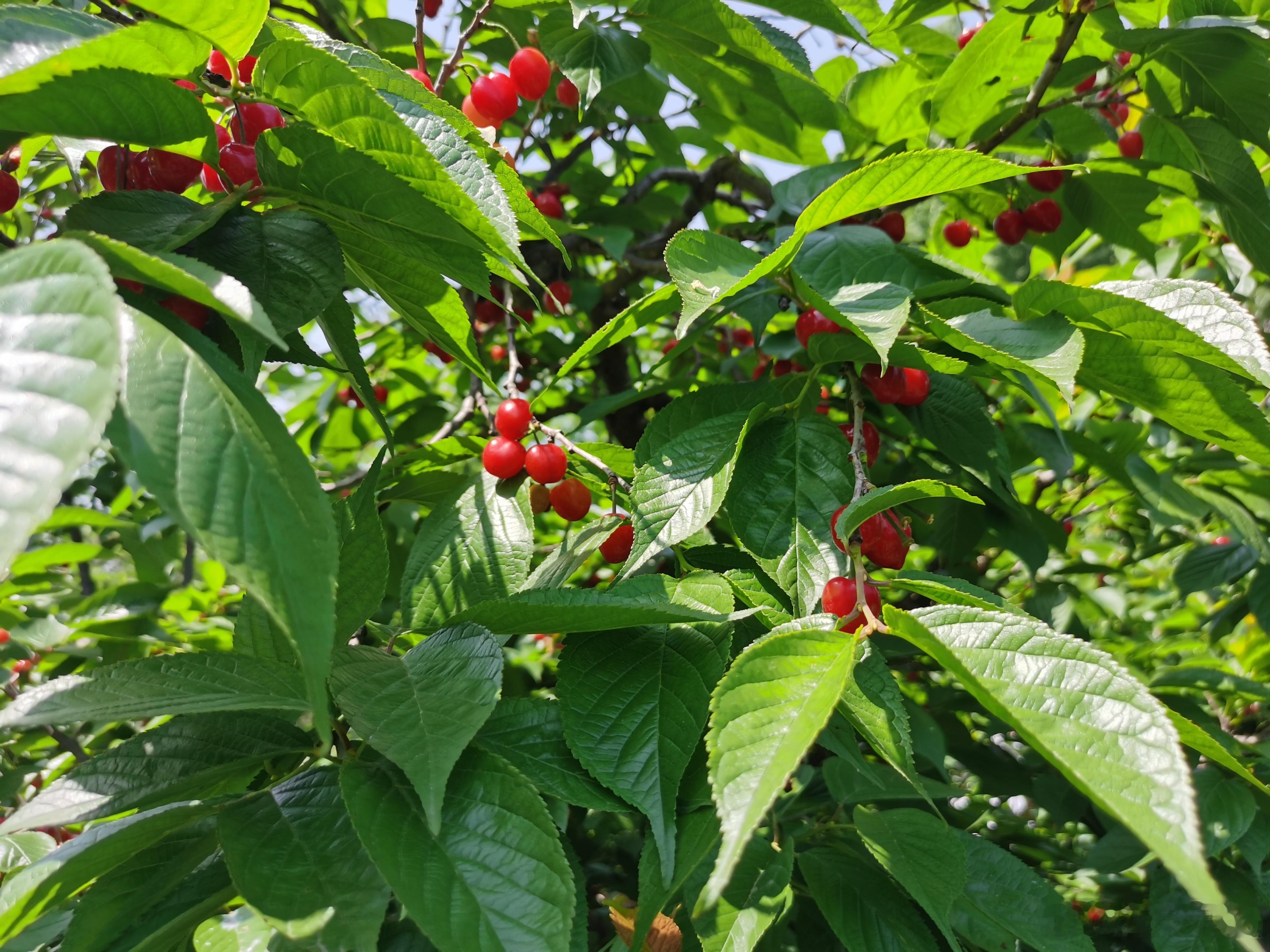 又到了摘樱桃🍒的季节 