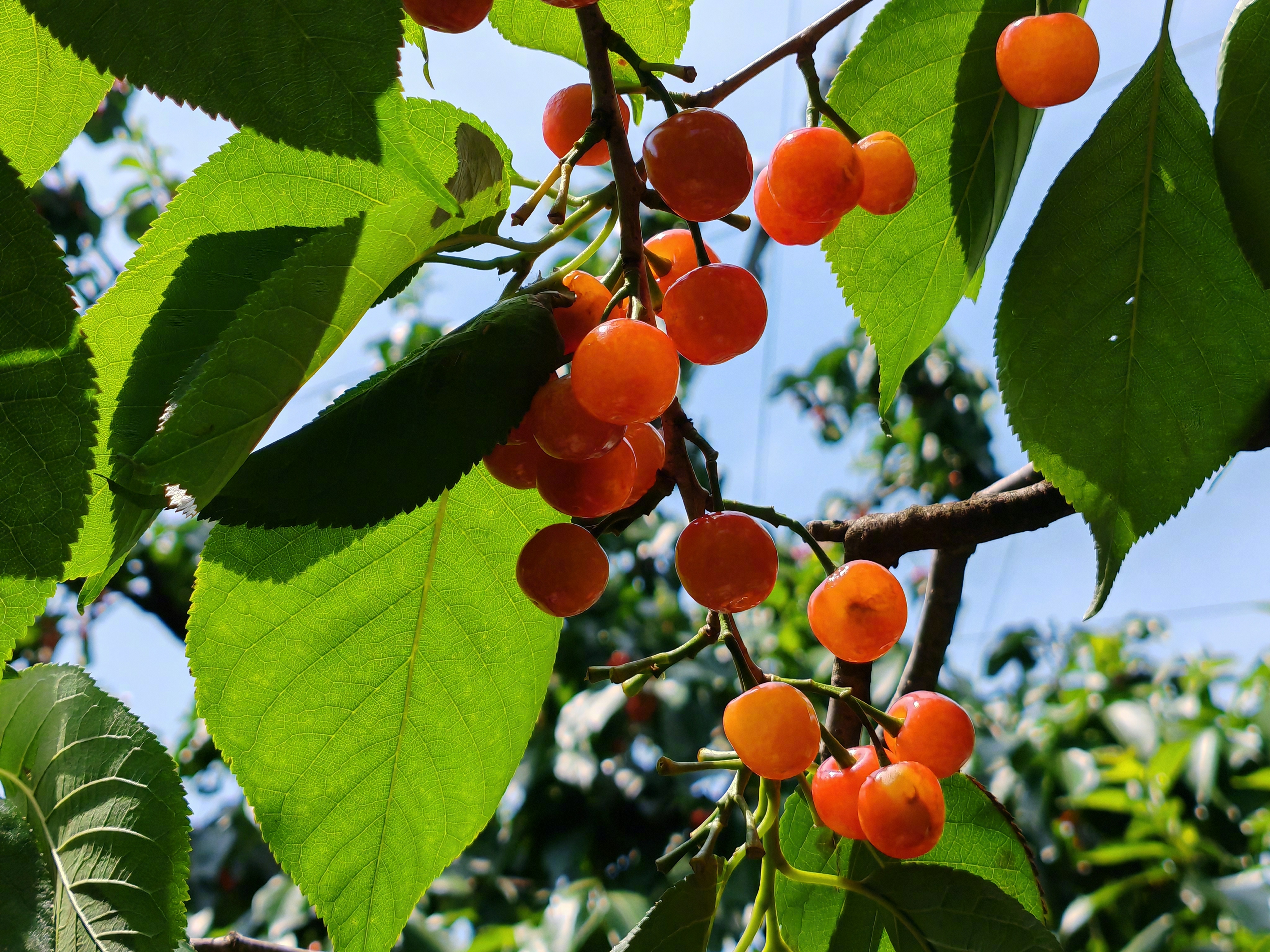 旅居云南避暑昭通 在昭通的鲁甸县，樱桃熟了的时候，摘了樱桃都是一把一把吃。今年昭