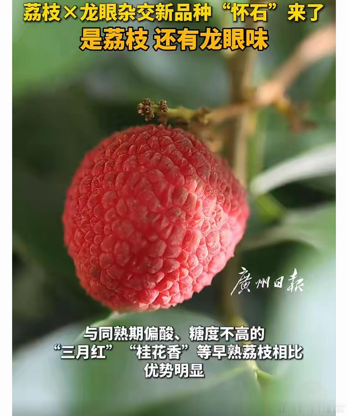 全球首棵龙眼味荔枝树龙眼味荔枝取名为「怀石」，俗称串串