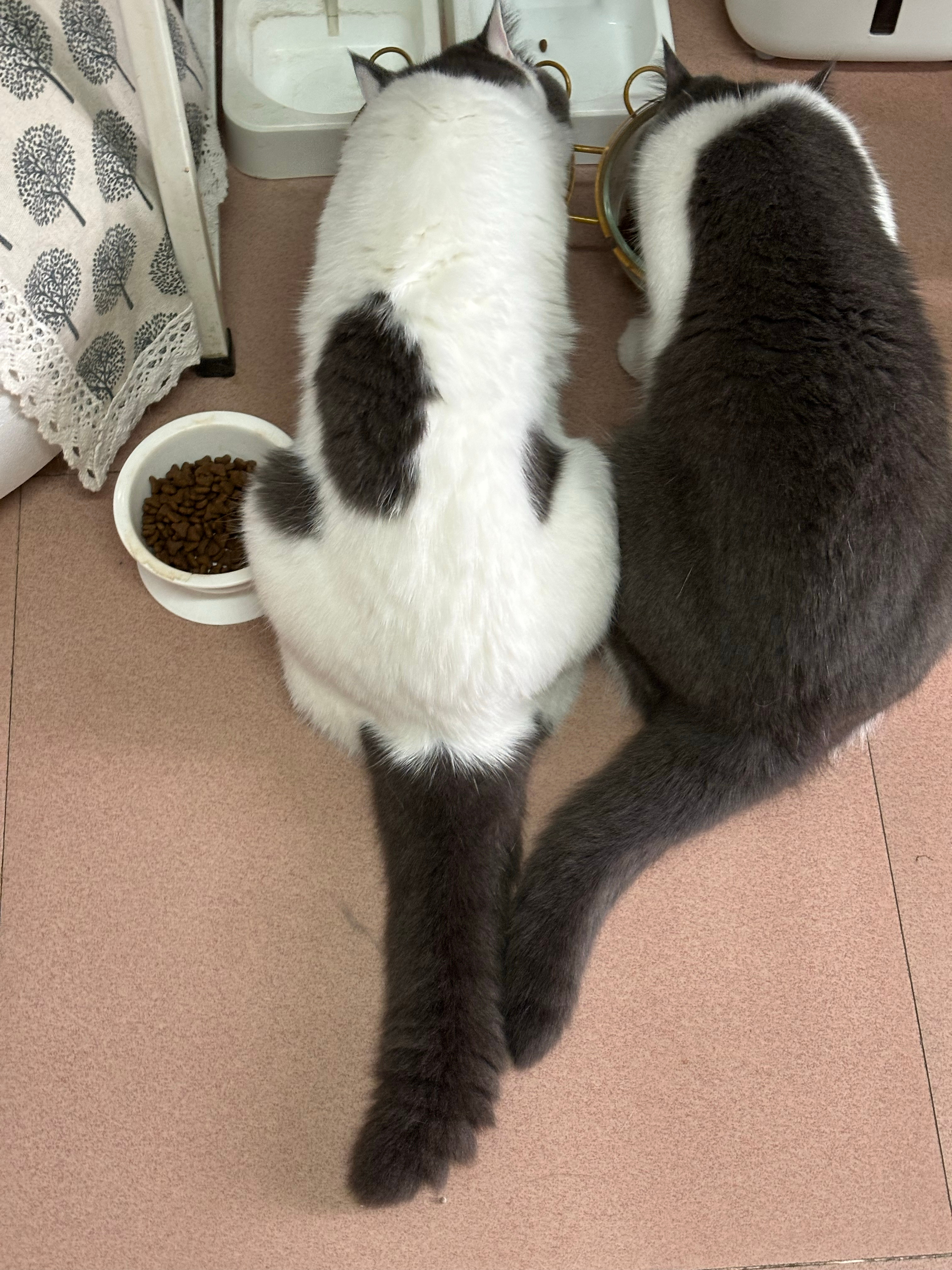 萌宠  认真干饭！🐱哈哈哈哈猫