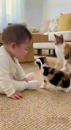 萌娃遭小猫“掌掴”哭成小泪人，猫妈神操作暖哭全网！
 
谁懂啊！刚刷到一组萌到心