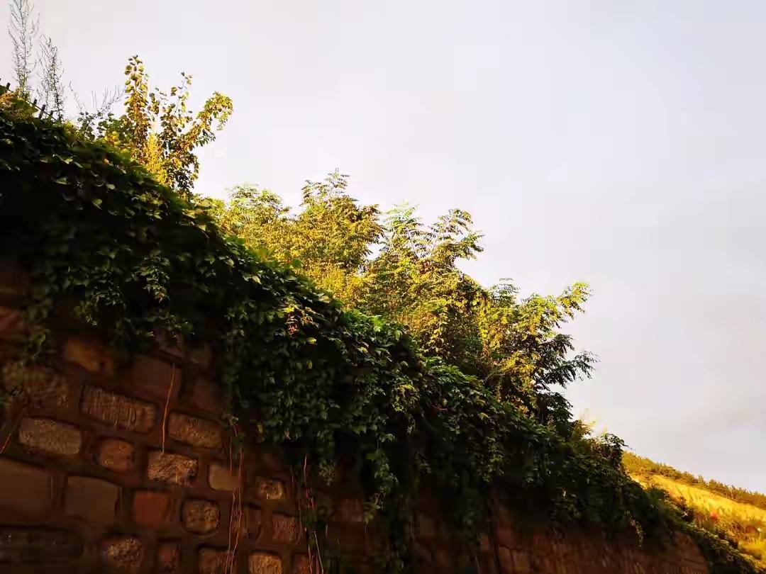 有人直夸墙头草，
随风东歪又西倒。
墙高土厚又顺风，
眼瞅矮处我多好！
看好！墙