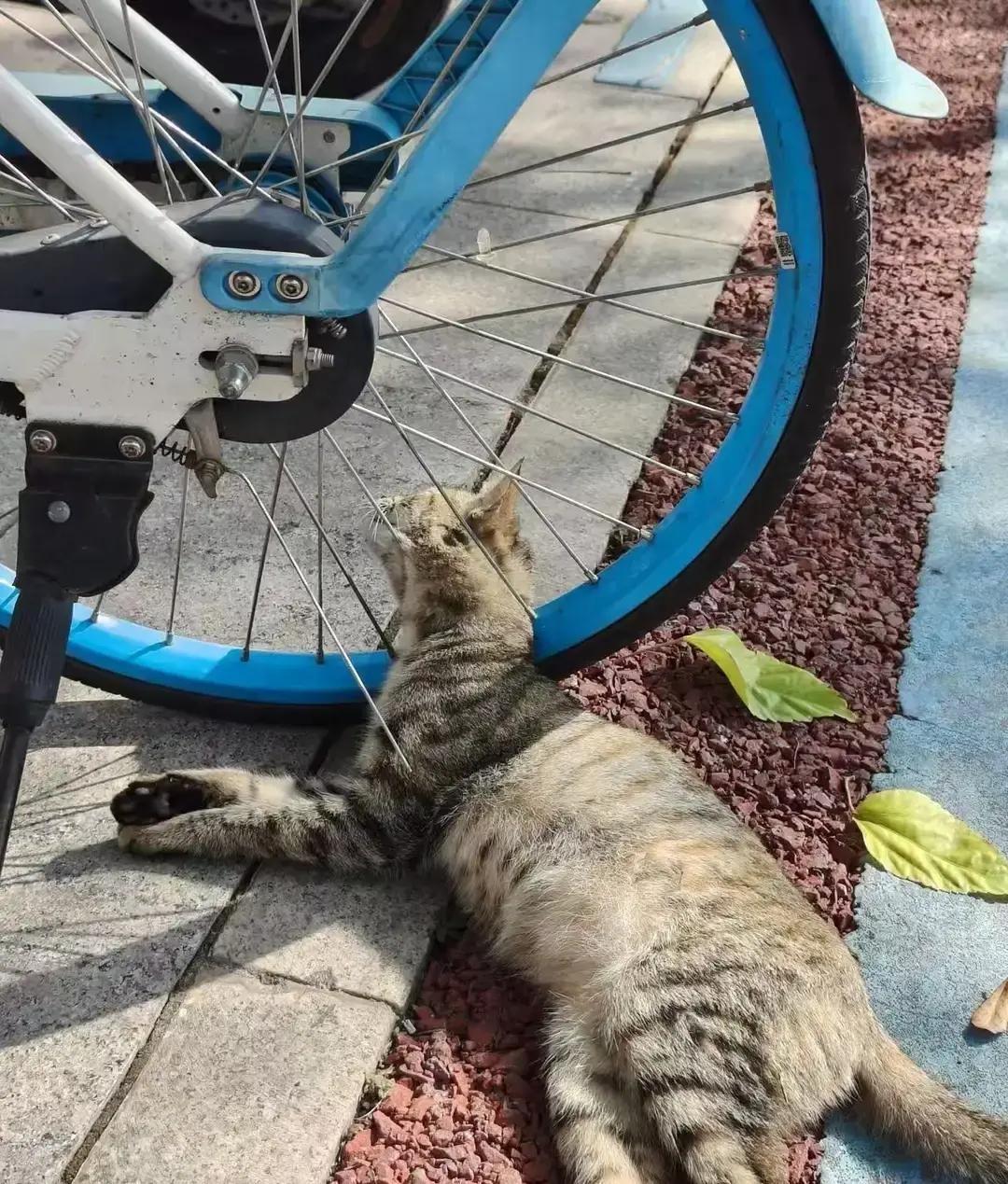 下班路上刷到个视频，一只狸花猫后腿卡在共享单车后轮，叫得我心口发紧。
拍摄的小姐