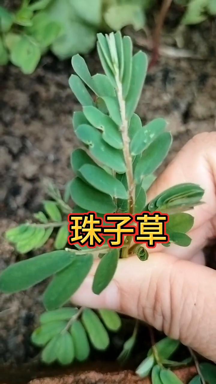 珠子草。
请注意看，这种叶子长得像花生的植物可不是什么杂草，它就是有明目之称的珠