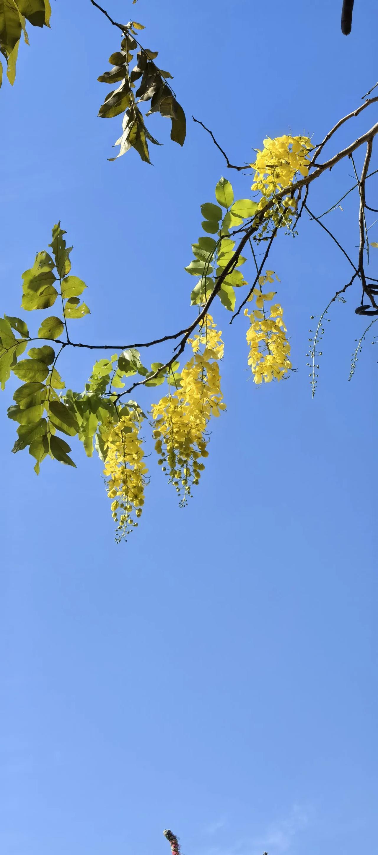 能否分享一张你拍的花卉照片