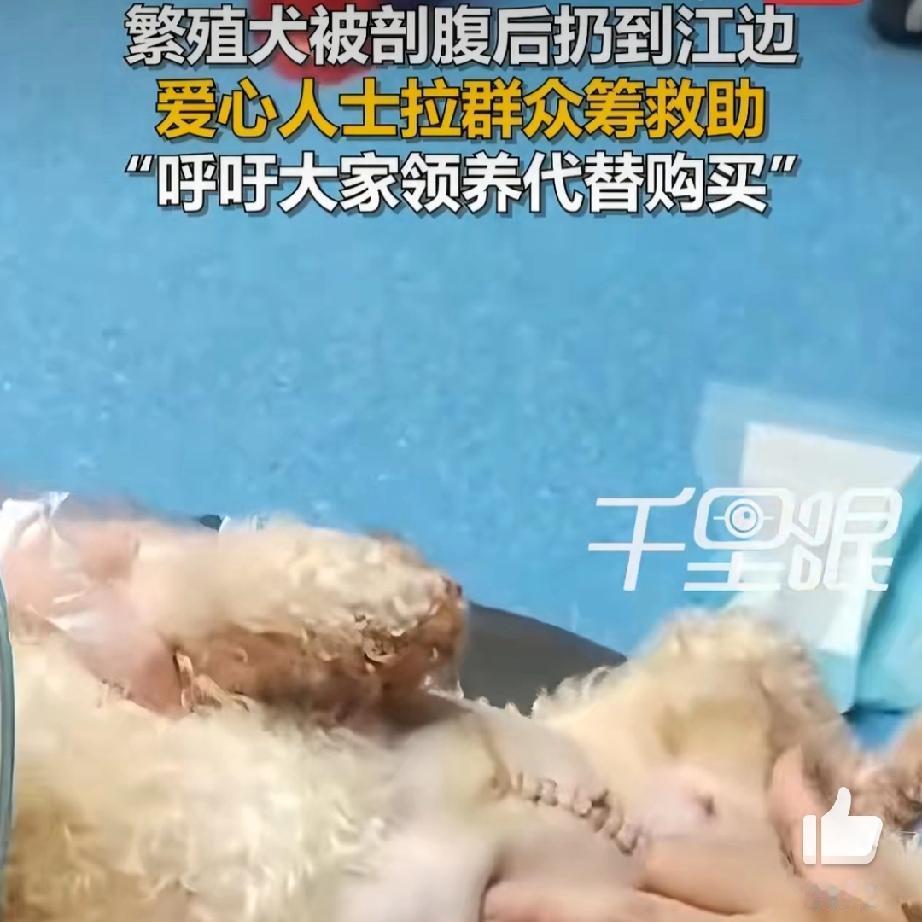 剖腹弃犬背后：繁殖利益下的生命之殇
 
11月27日，温州瑞安外滩岸边的一幕令人