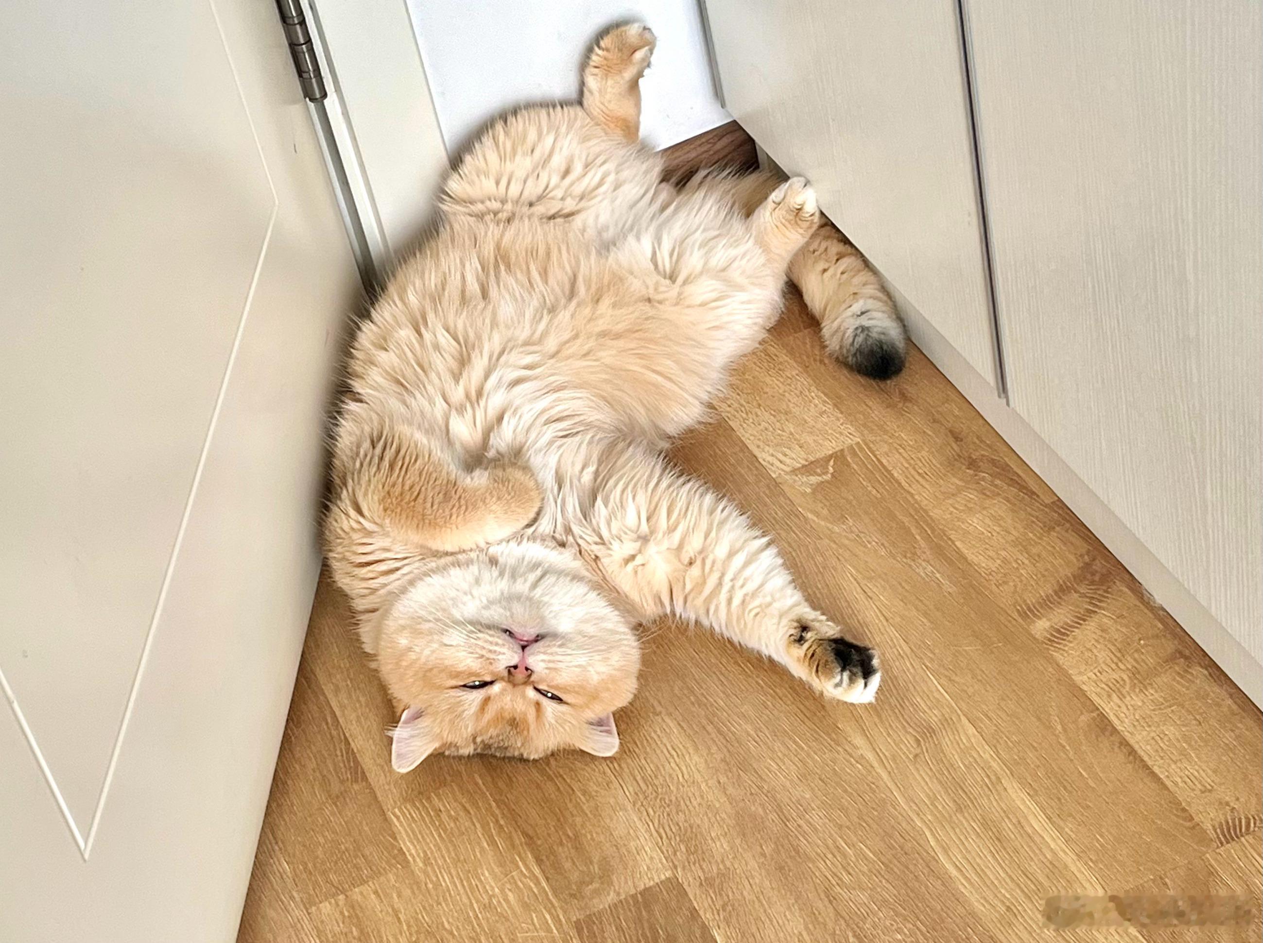 喝多了宿醉街头的元宝（宝の宿醉）🐱 
