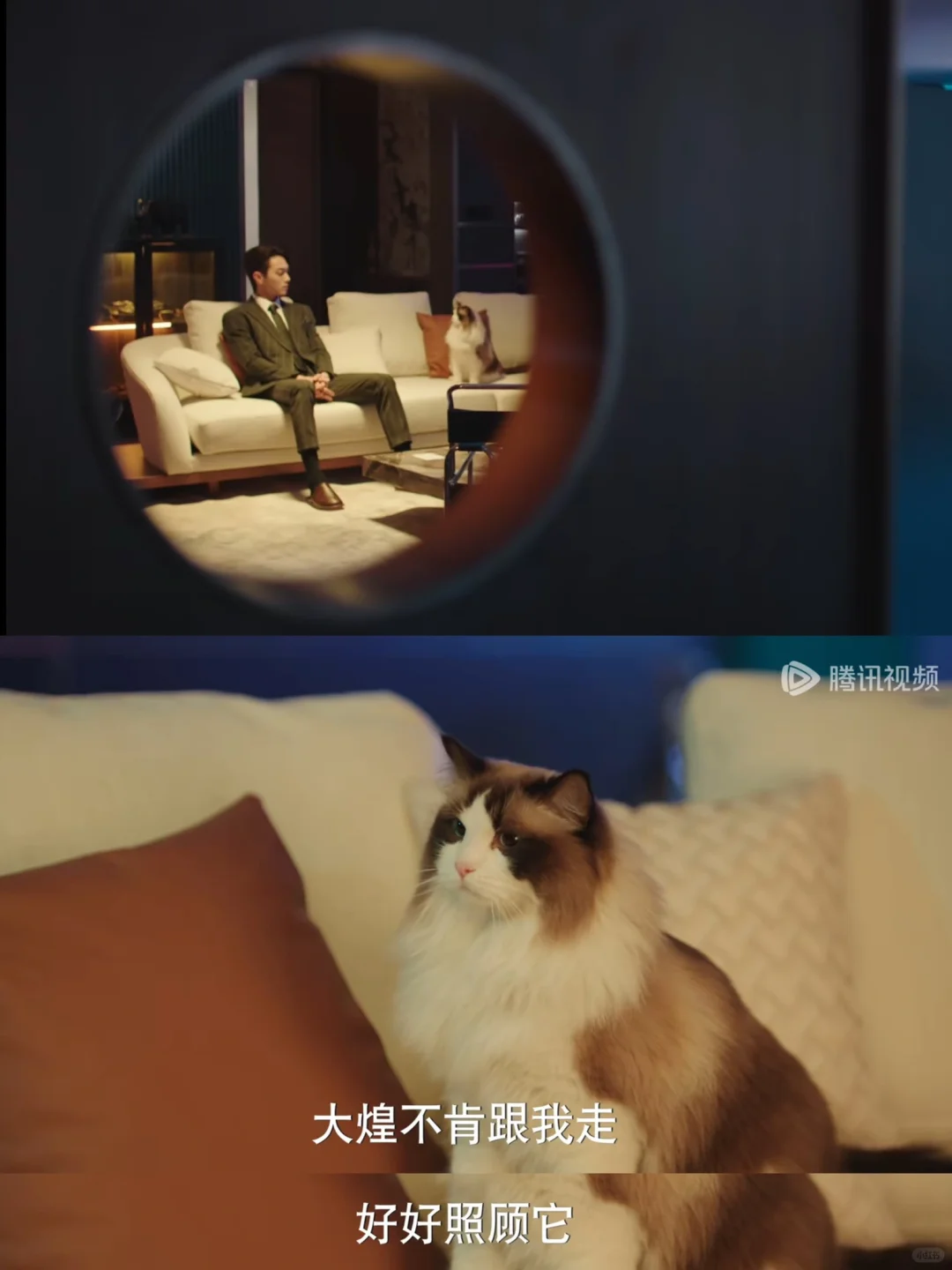 看哭了❗️连🐱都知道要挽留❗️