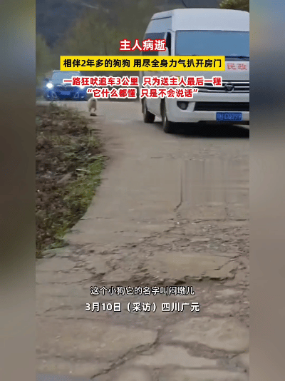 疯了！真疯了！
四川这狗，把人看碎了心！
 
3月10号，四川广元的老院子里，殡