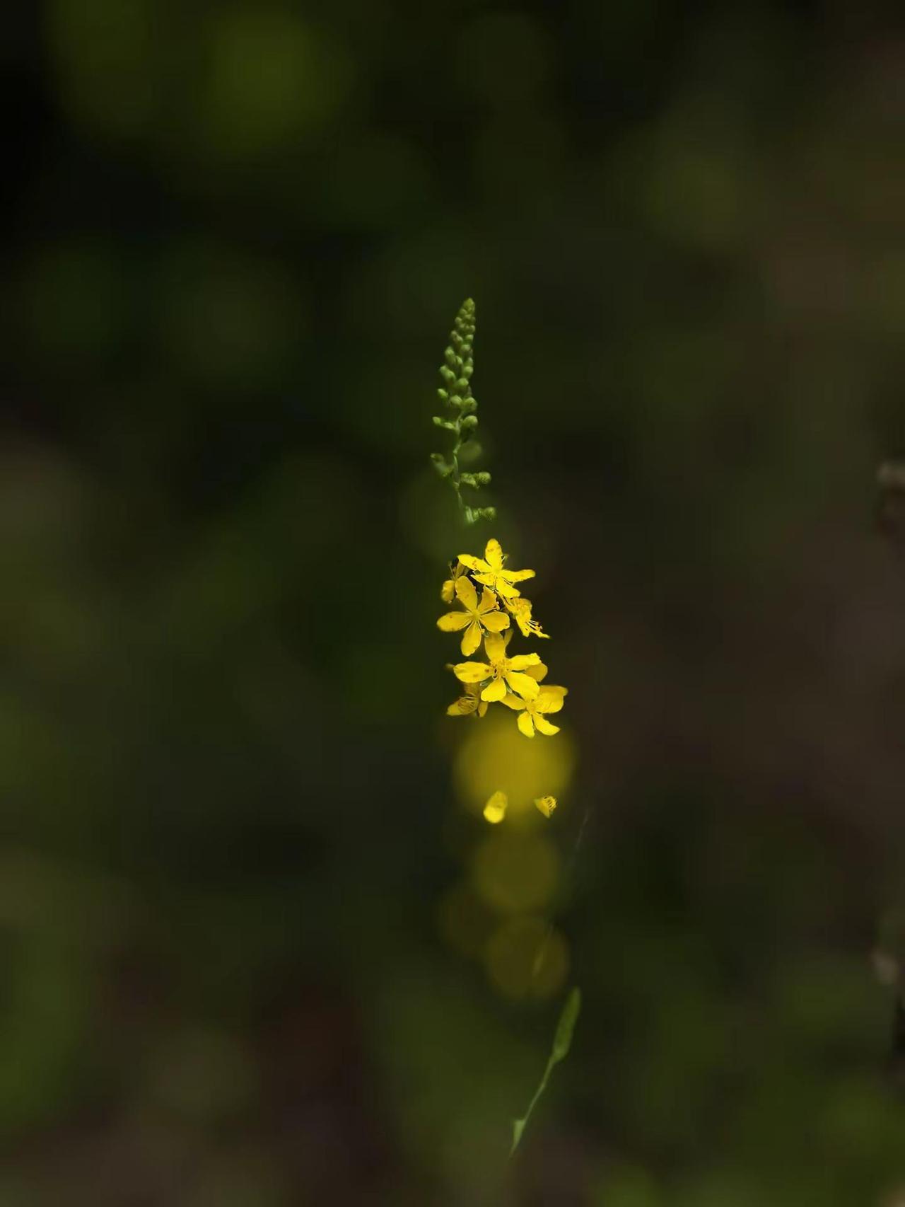 野生仙鹤草。
