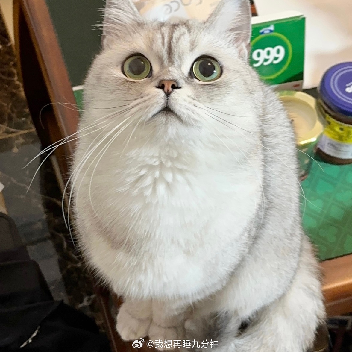 还从来没给大家正式介绍过我的宝贝们！！！1️⃣-3️⃣糍粑！家里的老大！由于老母