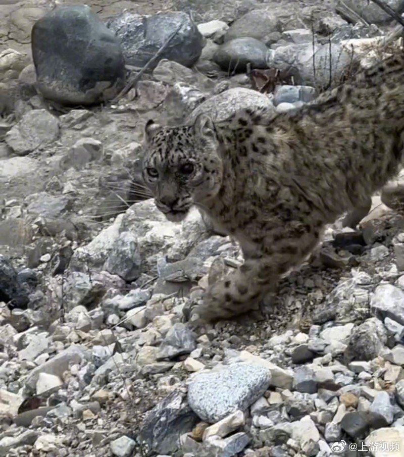 #川西自驾游客路边发现受伤雪豹#【自驾游客四川甘孜路边发现受伤雪豹，当地林草部门