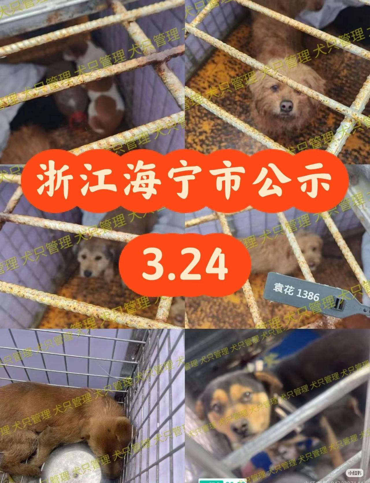 浙江浙里办嘉兴海宁市2026.3.24日。海宁寻狗今天海宁市有新增有要下架，只有