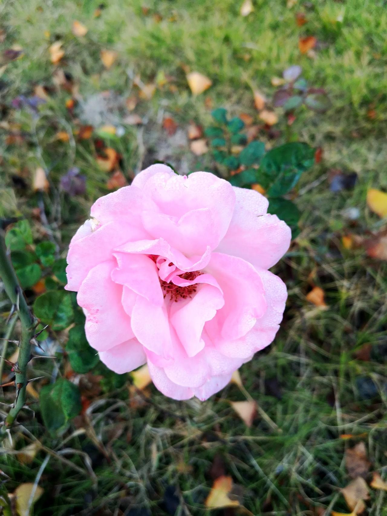 #秋日生活记录#粉色月季有一种含蓄娇羞的美！[笑][彩虹][微风][烟花]
