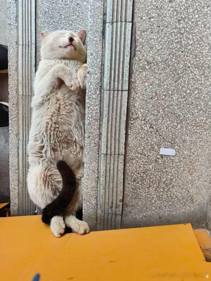 50242【丑猫】一只名叫一点半的大明星小猫呀～擅长挖煤 