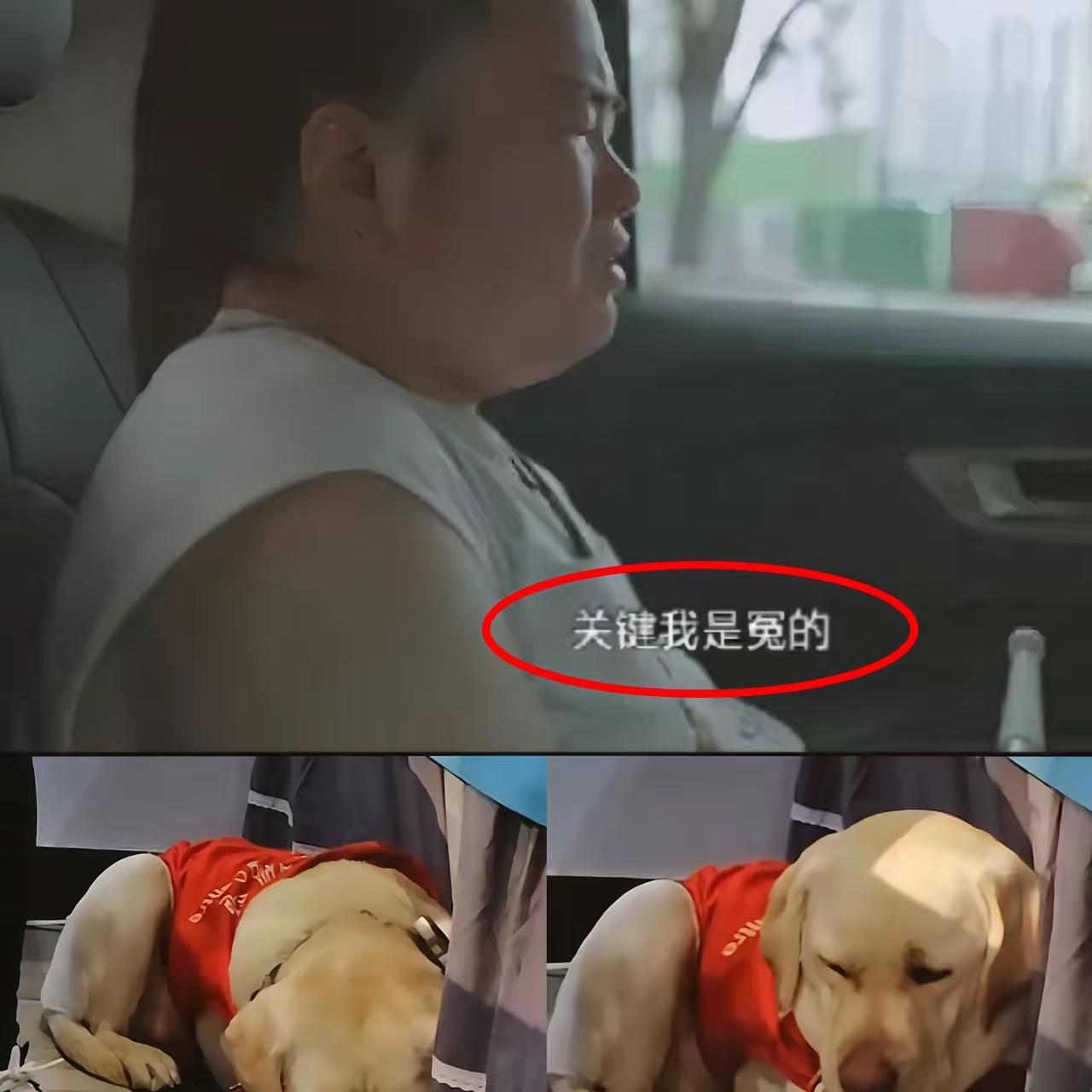 盲人王某太狠心了！为了闹事扬言跳楼，闹得沸沸扬扬。导盲犬芬迪陪了他两年，被接走时