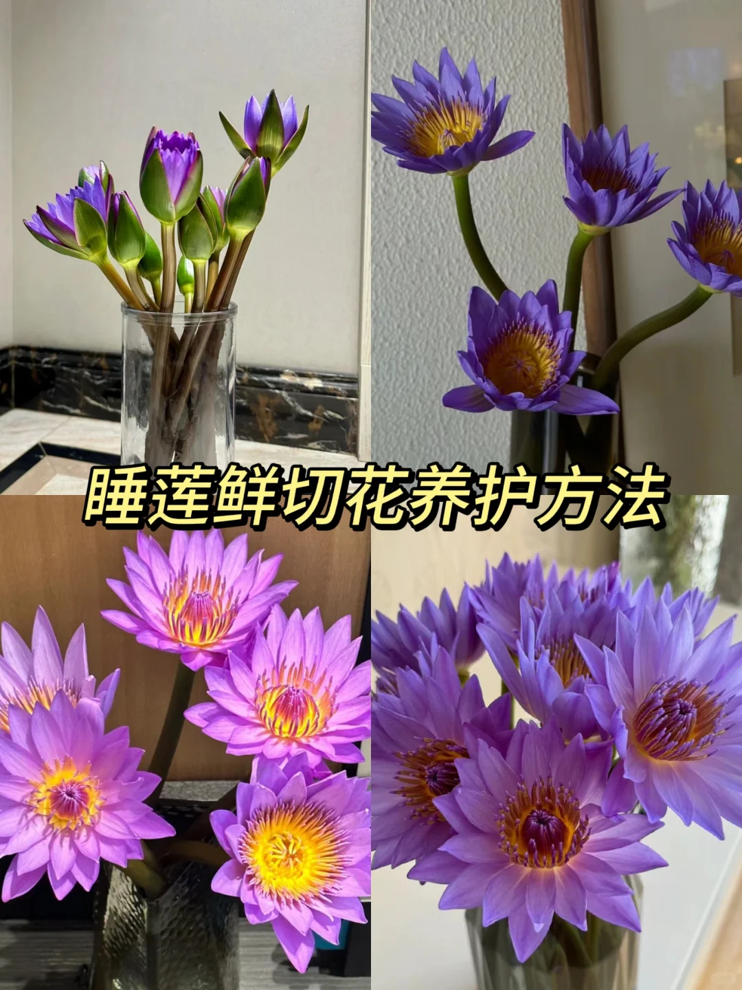 夏季睡莲鲜切养护方法🌸