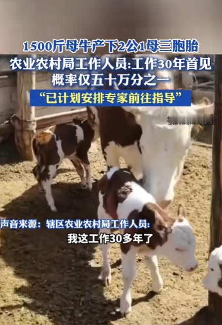 “解释不清了！”近日，山东日照，一养殖户家的怀孕母牛重1500斤，夜晚时变得躁动