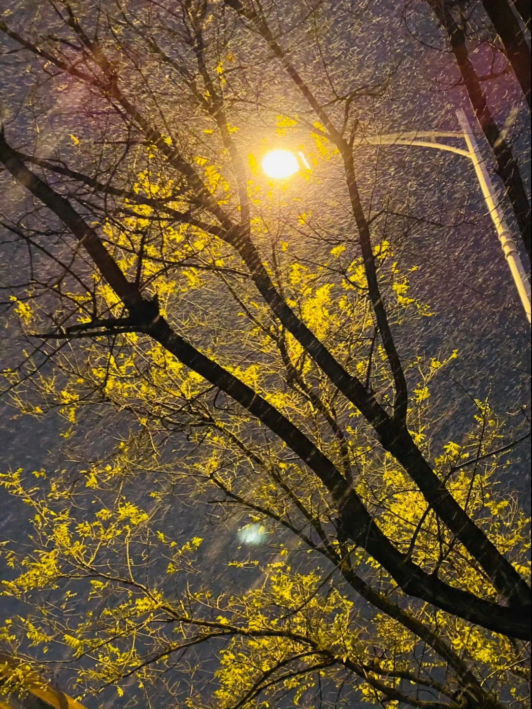 北京下雪   北京下雪啦…  