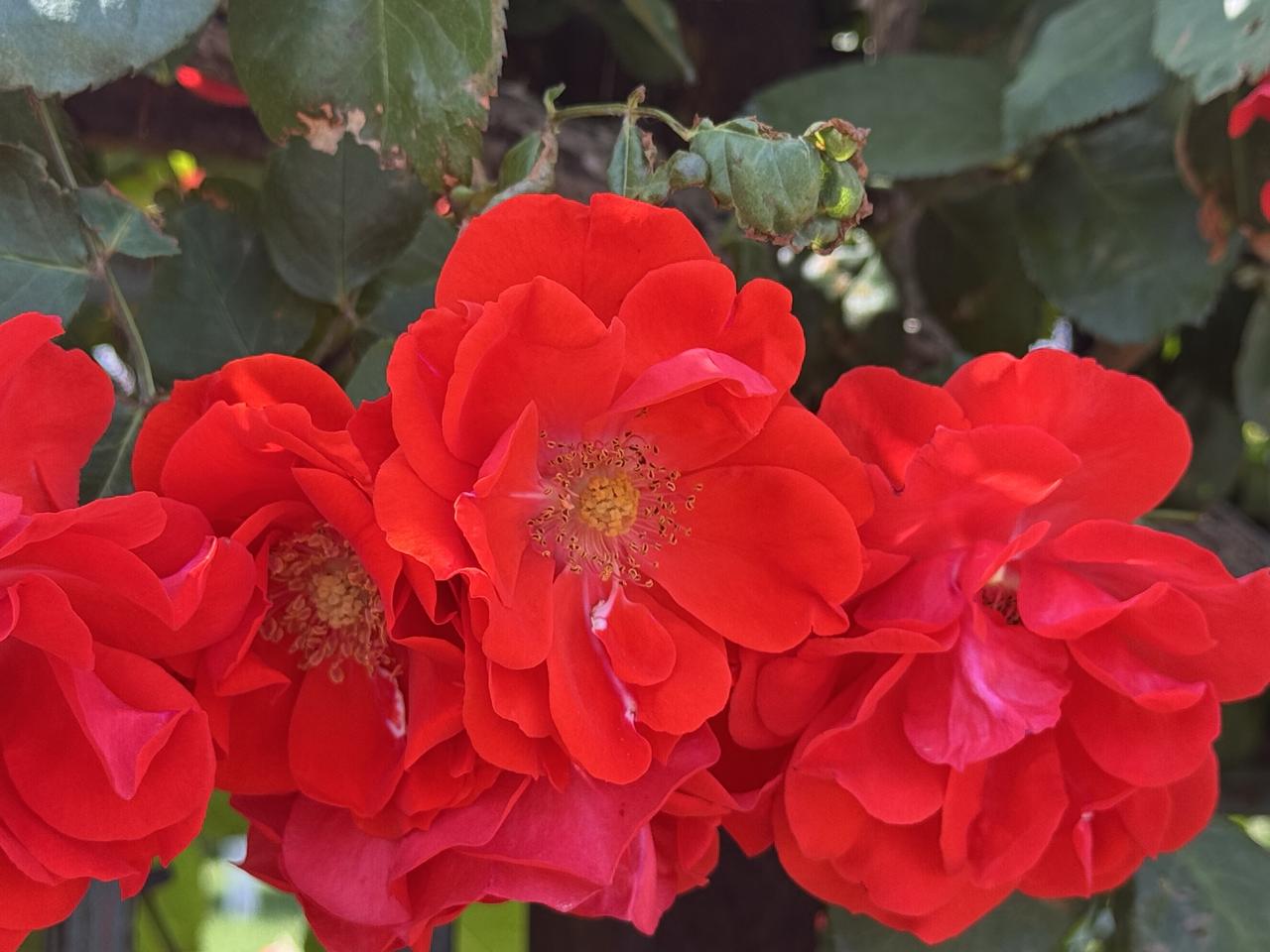 北京市的市花月季