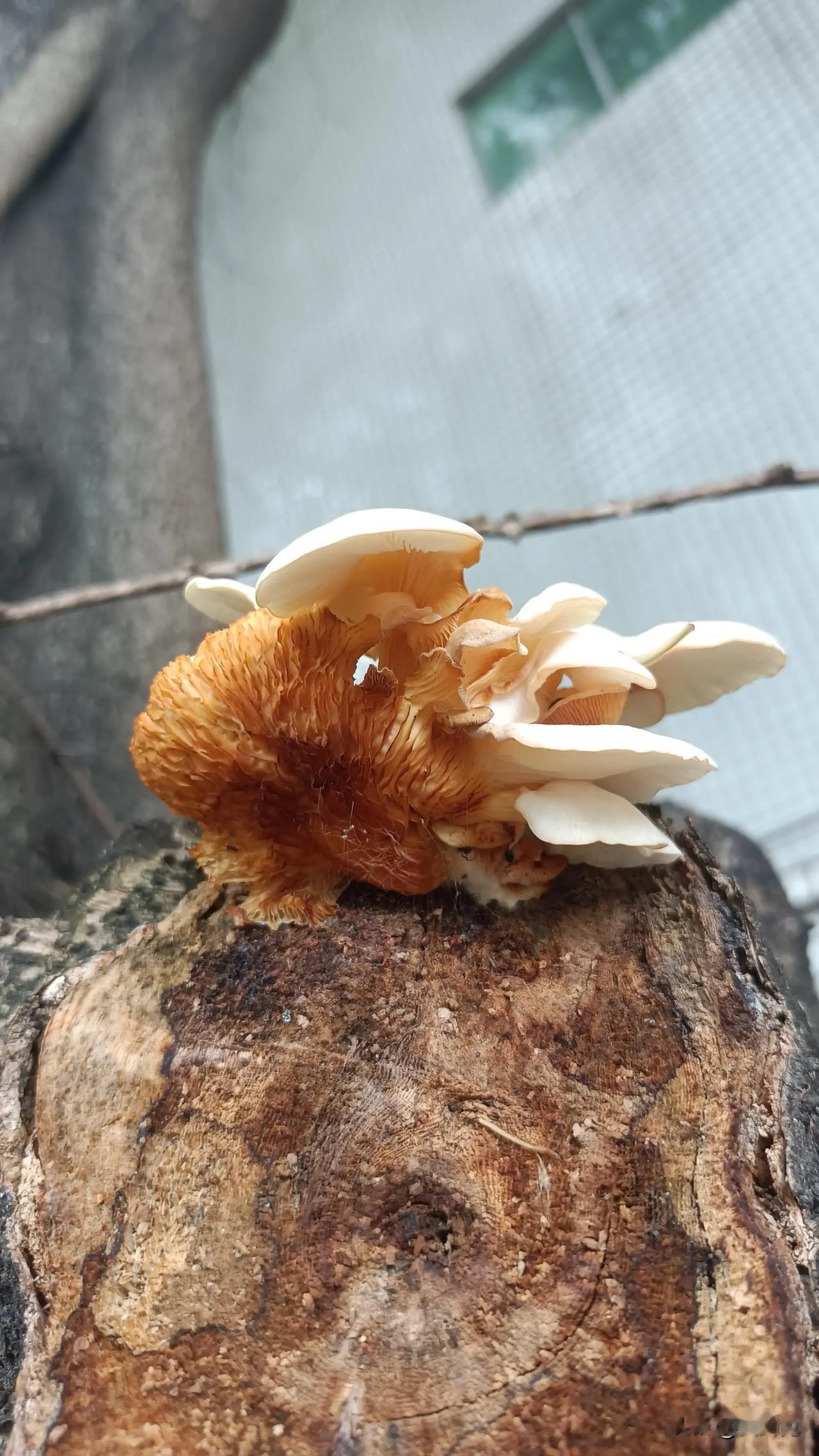 马路旁边的树上长的，不知道能不能吃[思考]