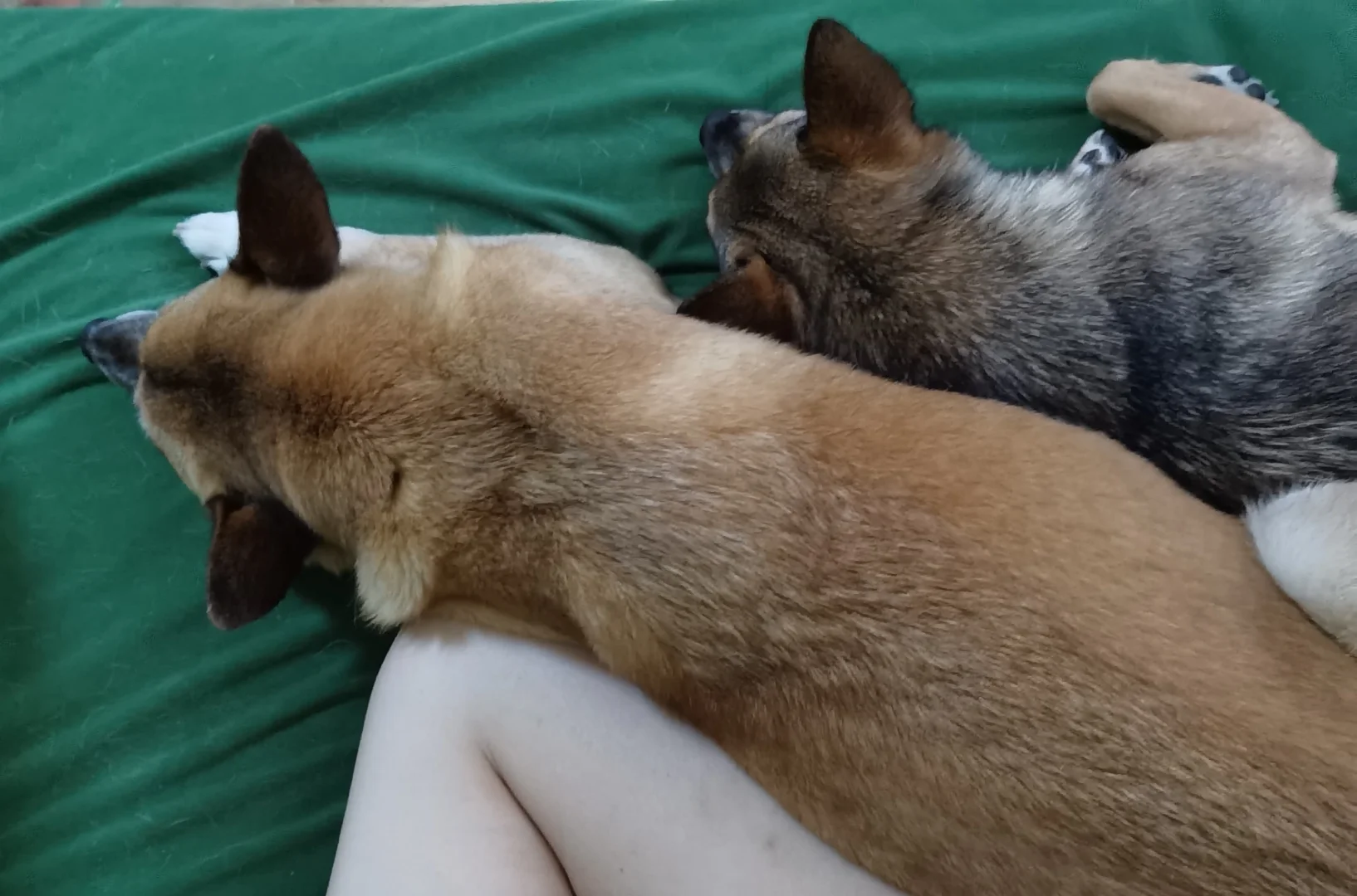 准备午睡，选个抱枕