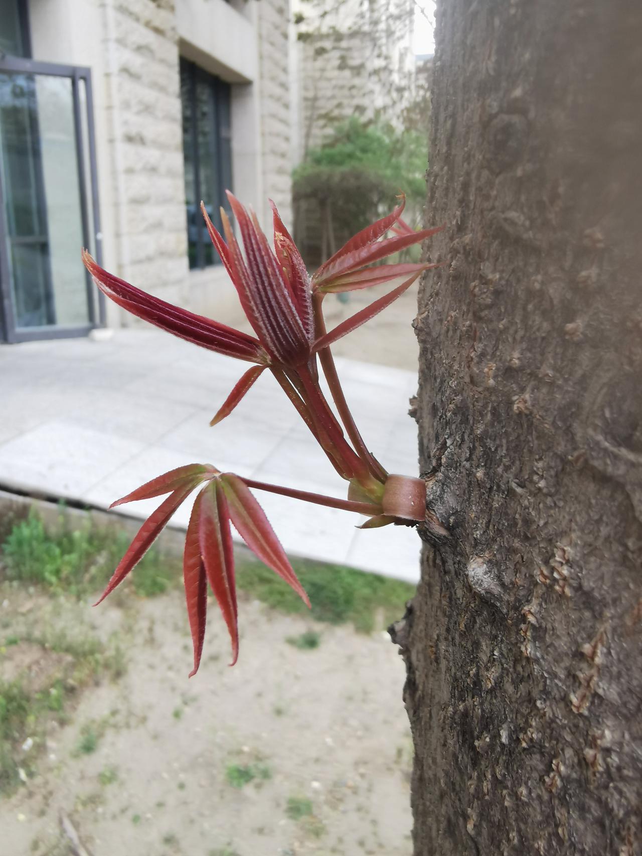 生命的力量如此强大，而又如此优雅。用不了几天，就是一个大的枝丫！