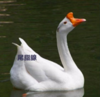 每天一条冷知识 鹅经常会用嘴去啄自己的尾部，因为它的尾部有一个地方叫做尾脂腺，能